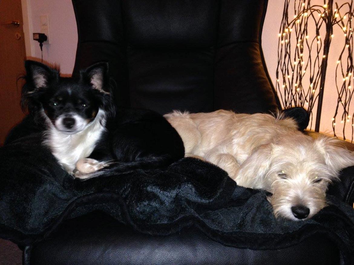 Blanding af racer Aya - Tapsy er min BFF :D billede 3