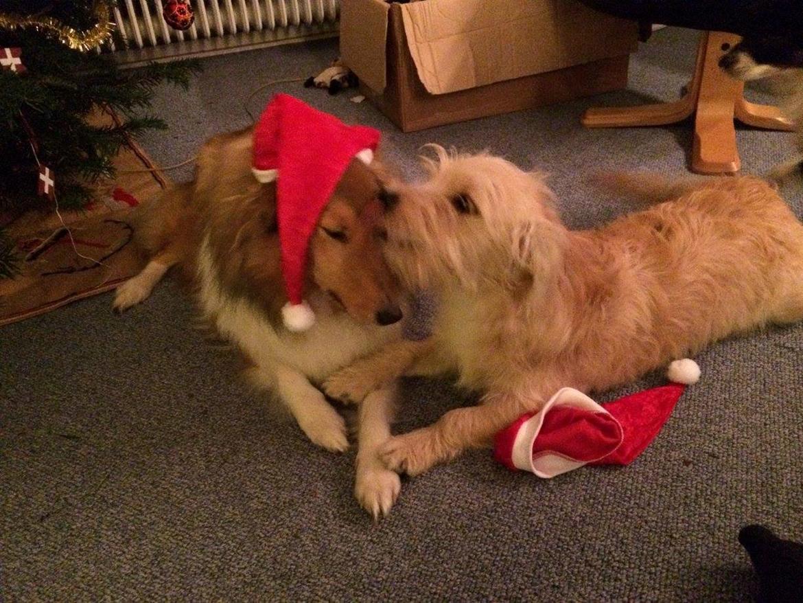 Blanding af racer Aya - Glædelig julekærlighed fra os billede 5