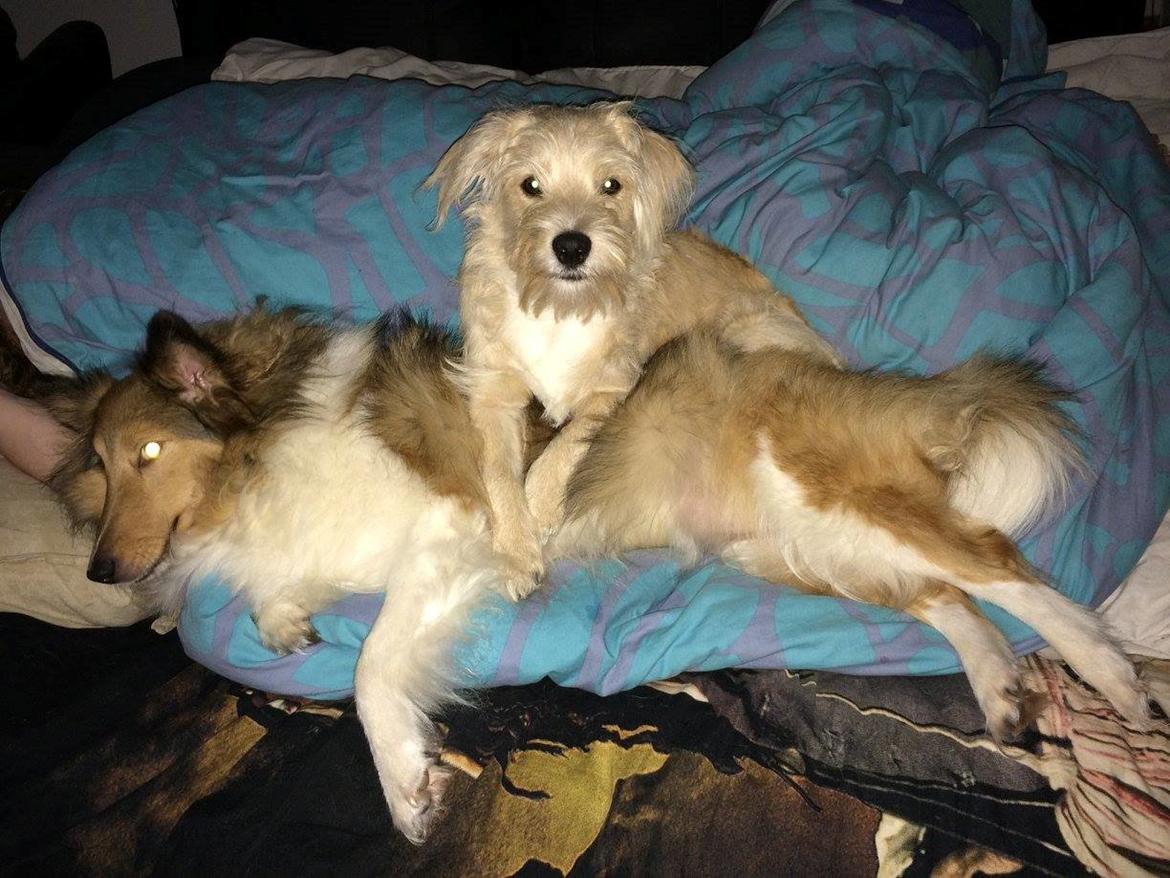 Blanding af racer Aya billede 6