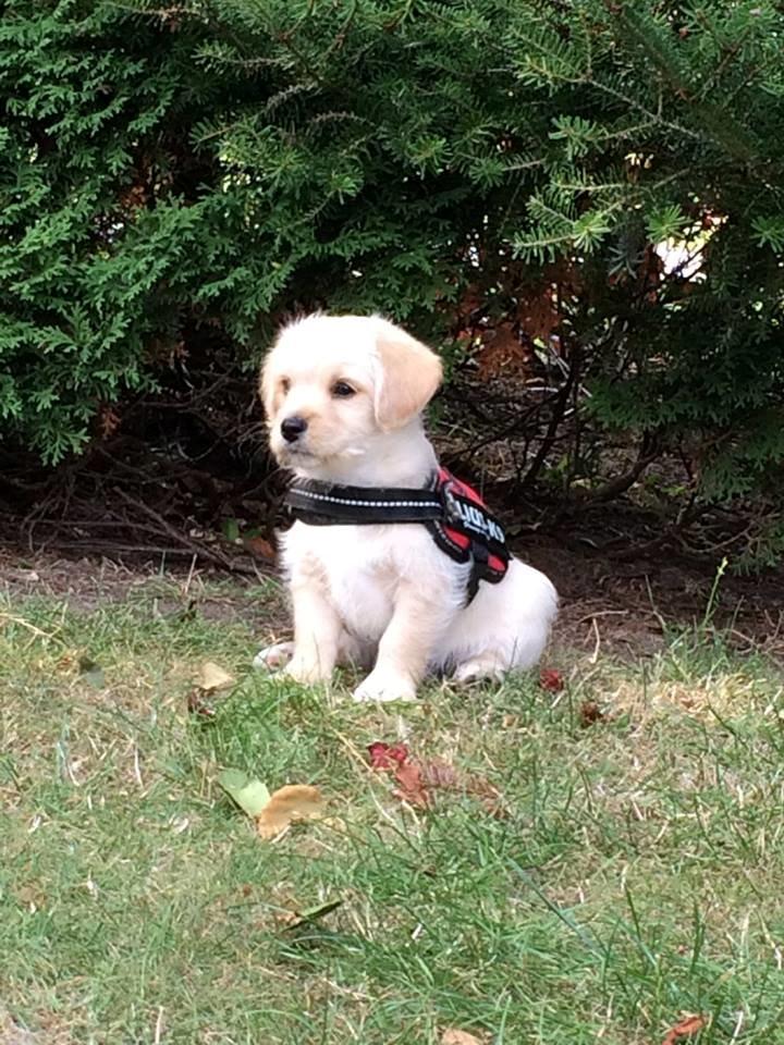 Blanding af racer Aya billede 7