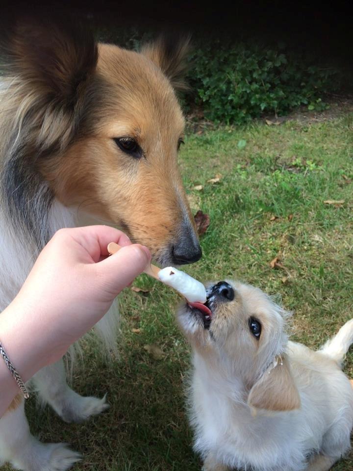 Blanding af racer Aya - Dixe var så venlig at dele min første is med mig ;) billede 4