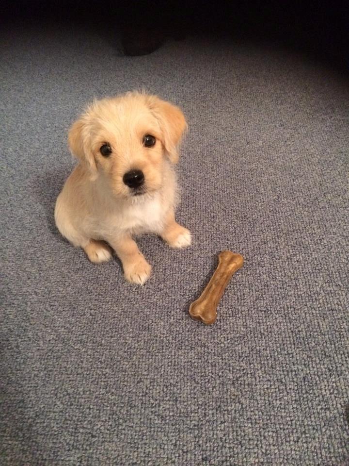 Blanding af racer Aya billede 9