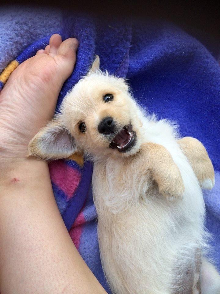 Blanding af racer Aya billede 11