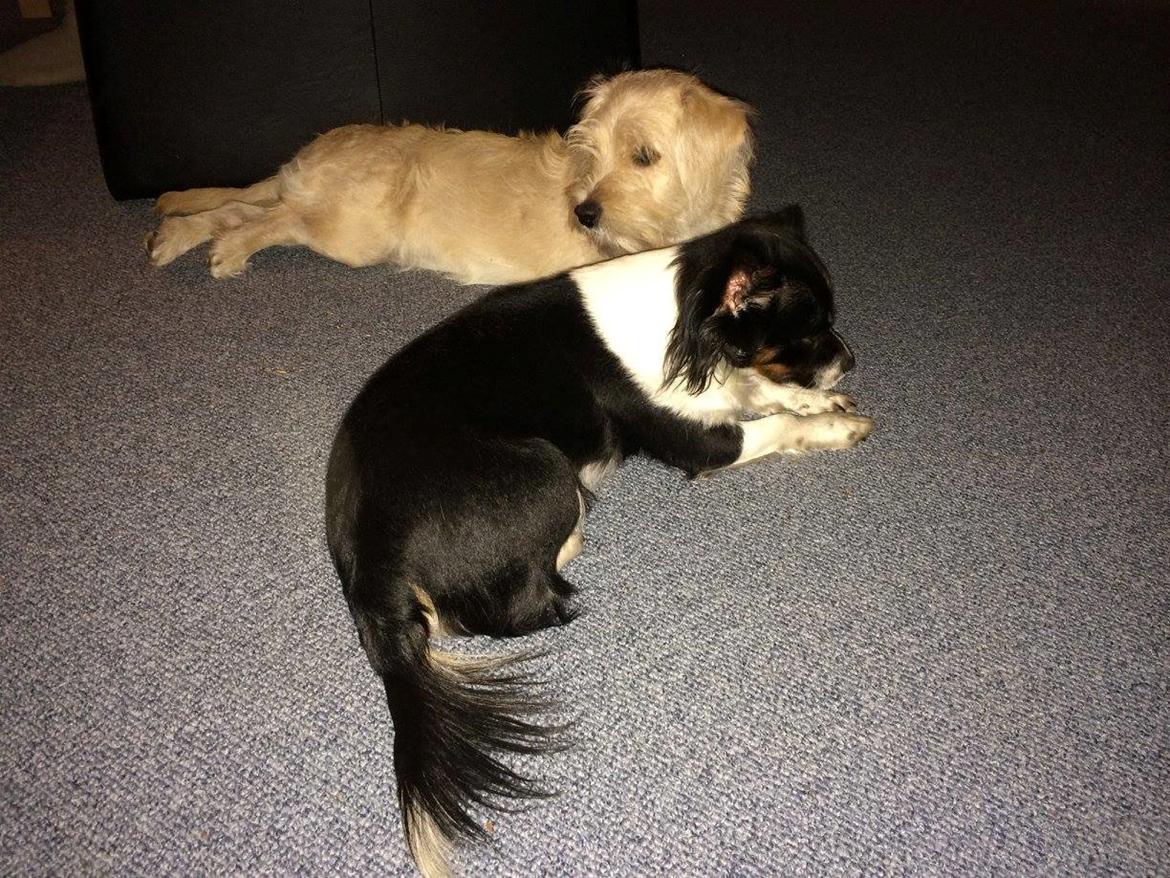 Blanding af racer Aya - Min Tapsy :D billede 12