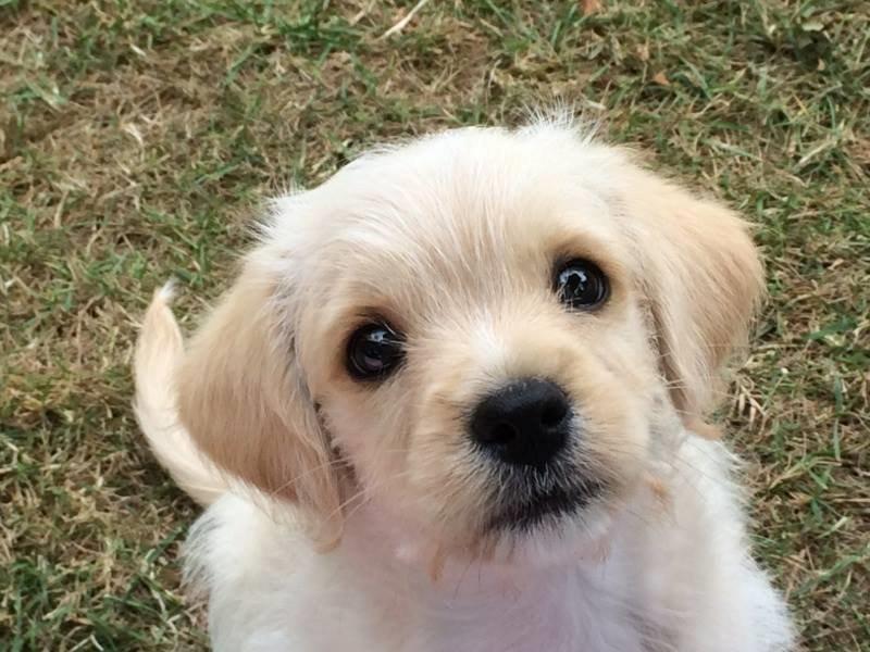 Blanding af racer Aya billede 1