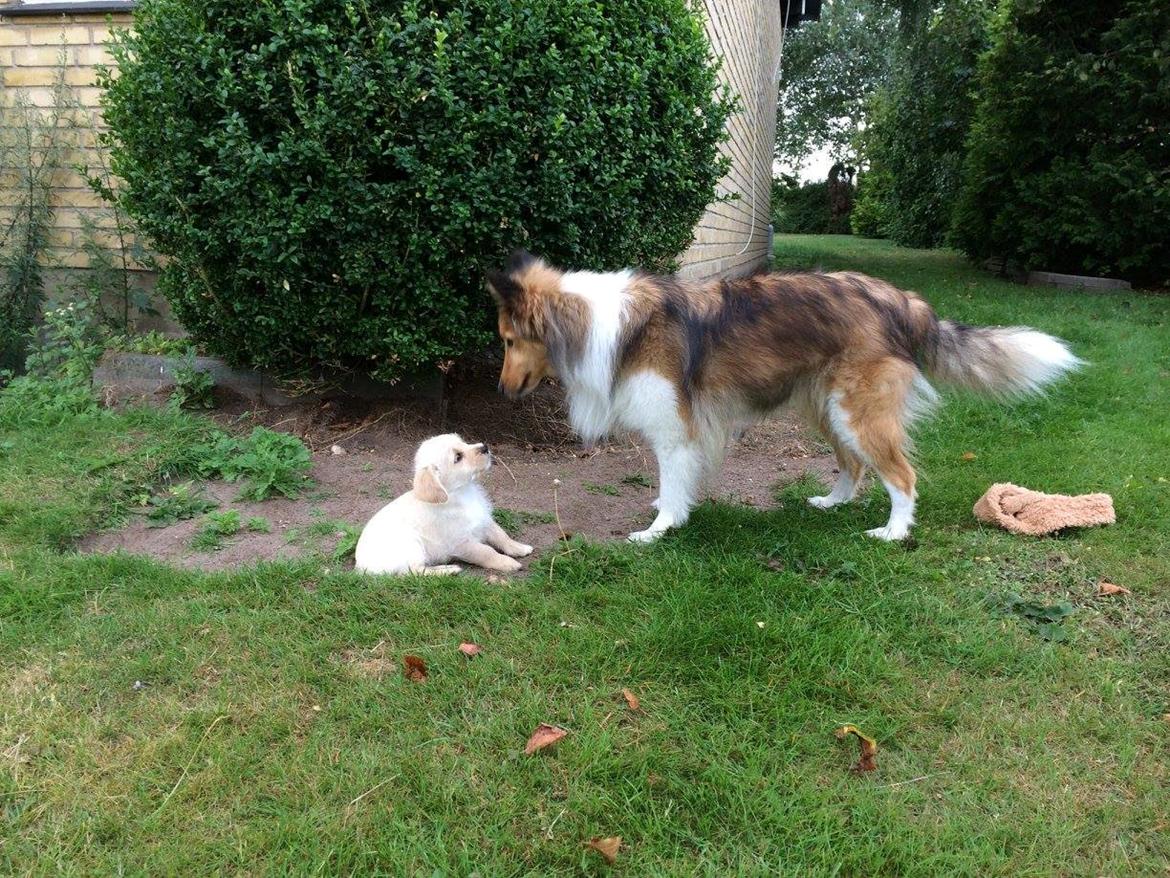 Blanding af racer Aya - Det første møde, Dixie undre sig over hvad Aya er for en fisk billede 10