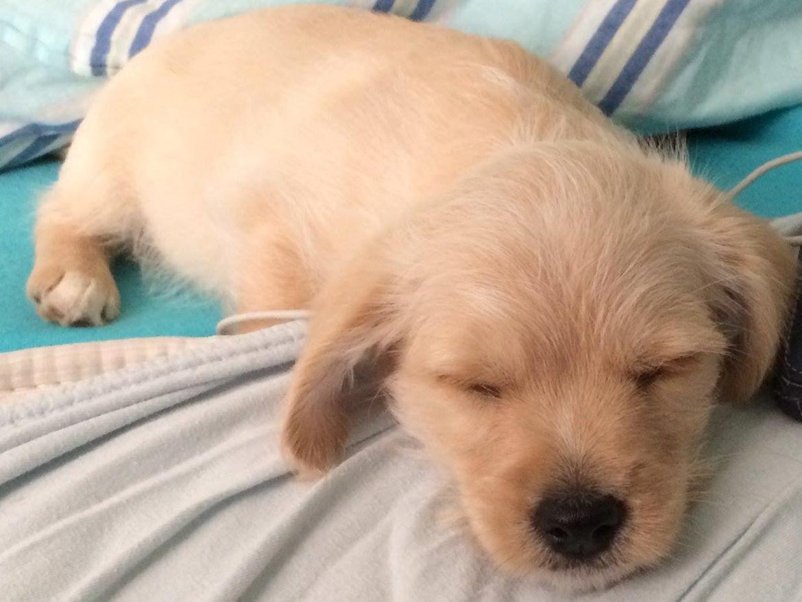 Blanding af racer Aya billede 14