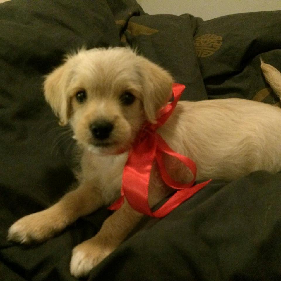 Blanding af racer Aya billede 13