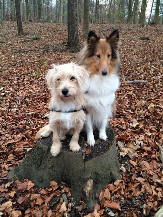 Blanding af racer Aya - Efterårshygge billede 15