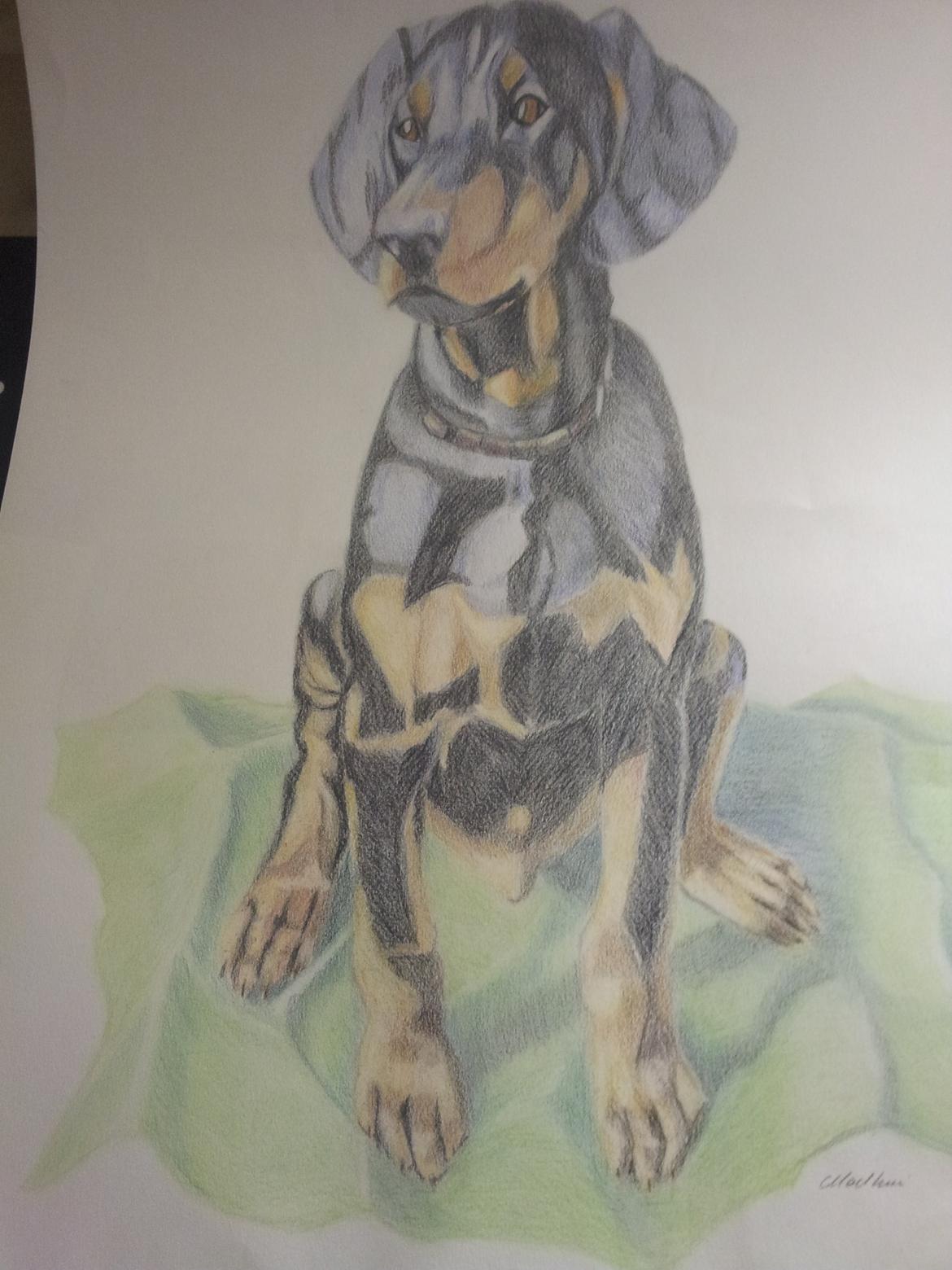 Dobermann MALKIN billede 2