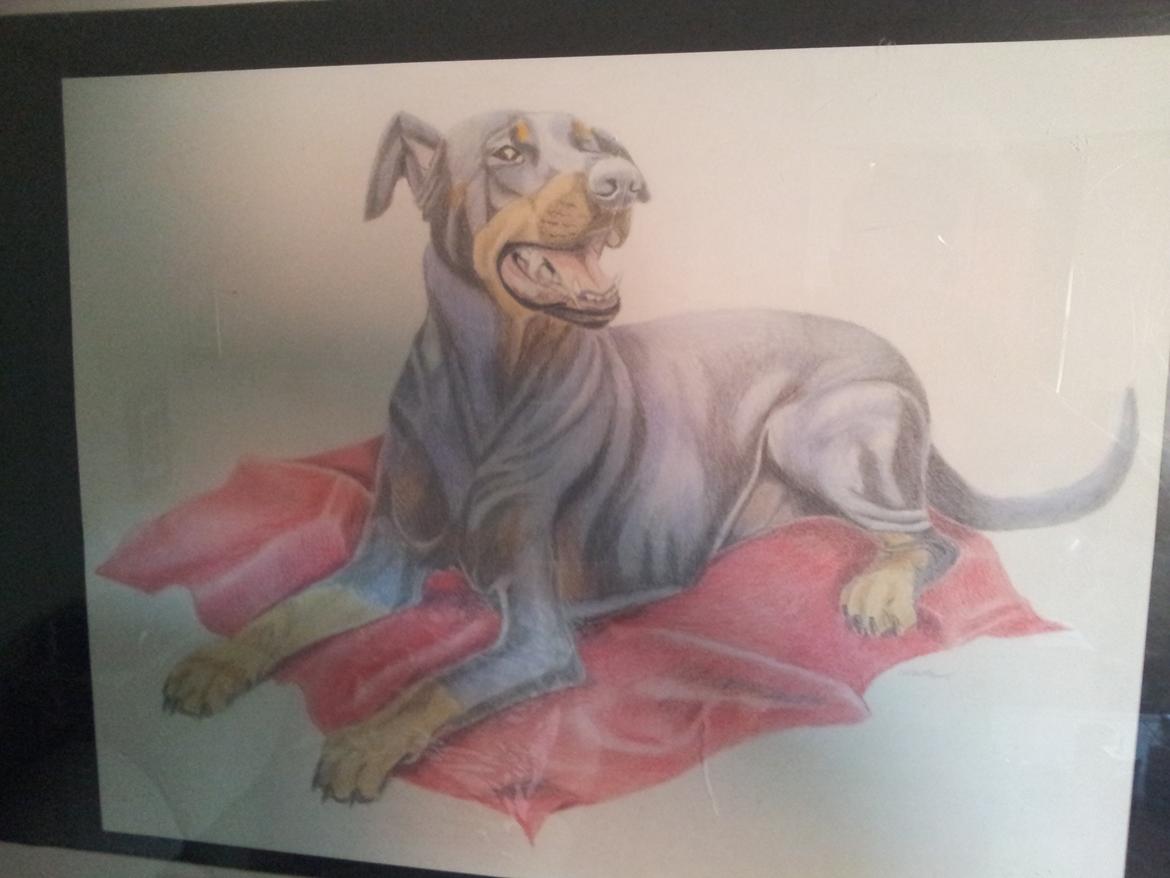 Dobermann DEBBI billede 2