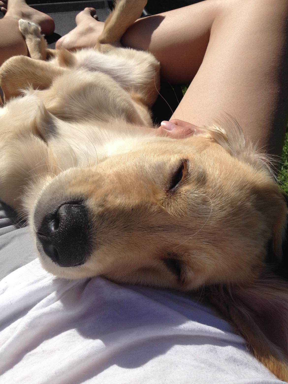 Golden retriever Carlo - Carlo har fundet glæden ved at bage i solen - Carlo 16 uger billede 19