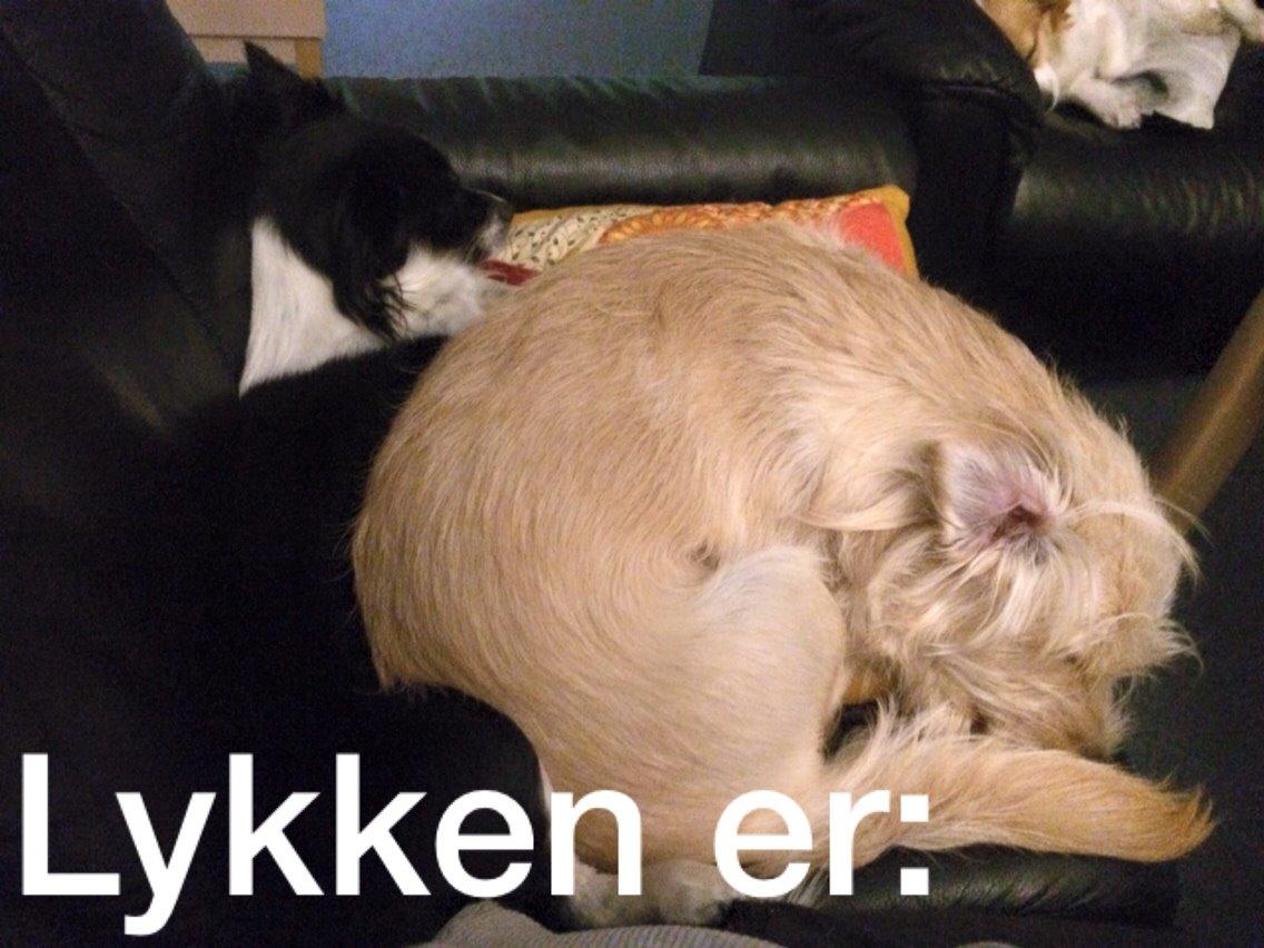 Blanding af racer Aya billede 16