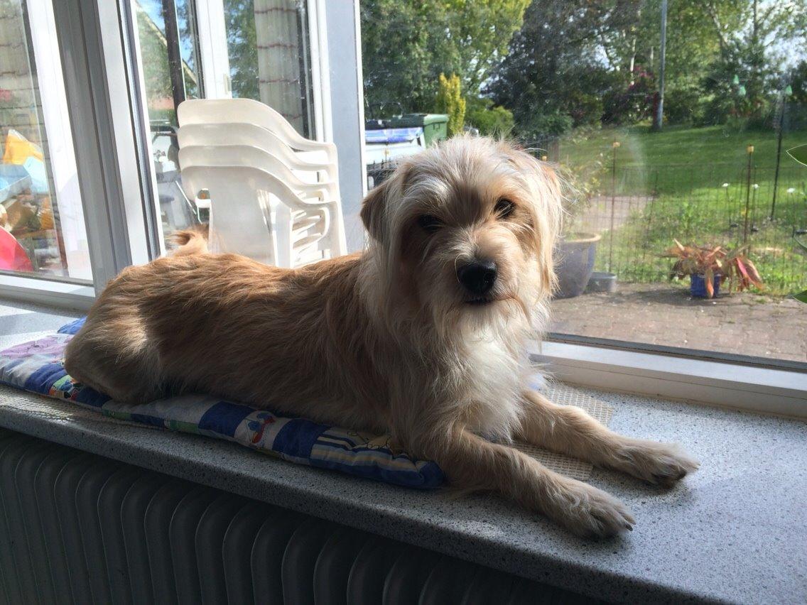 Blanding af racer Aya billede 18