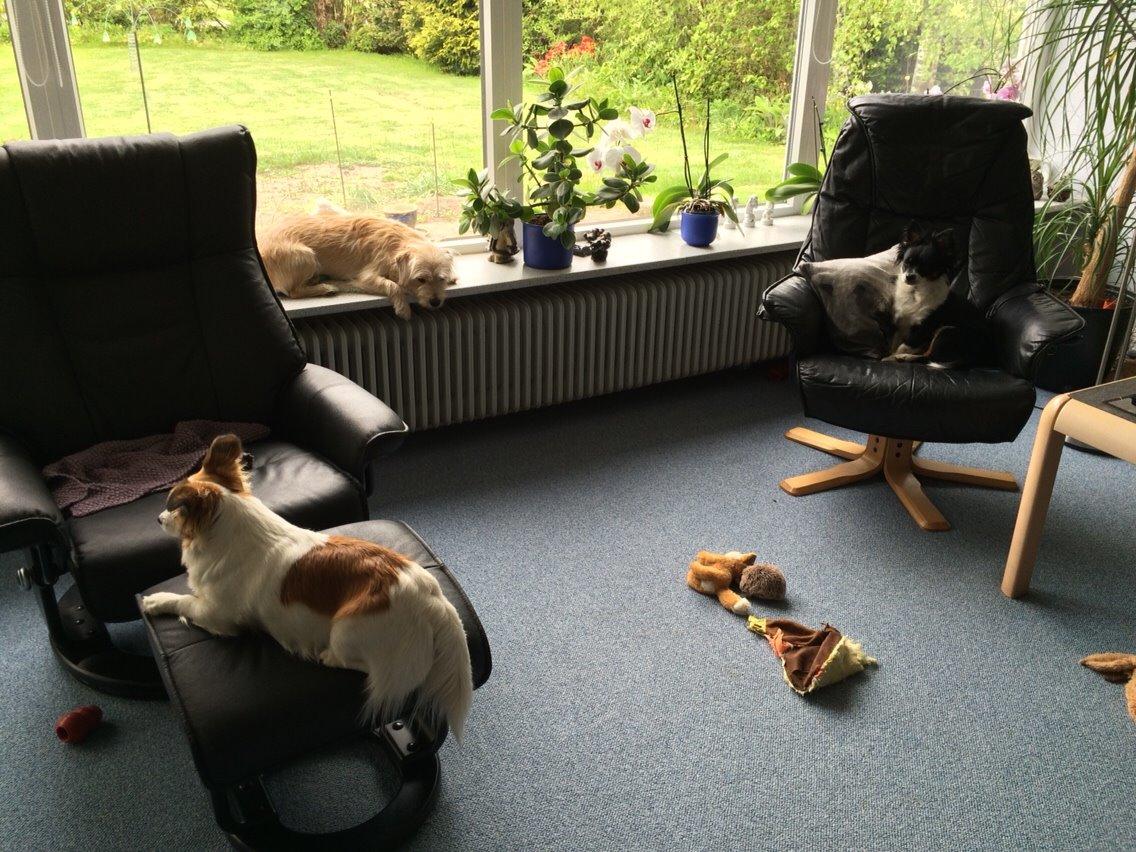 Blanding af racer Aya billede 19