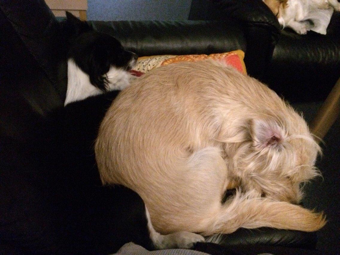 Blanding af racer Aya billede 20