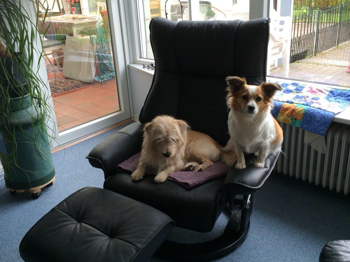 Blanding af racer Aya billede 21