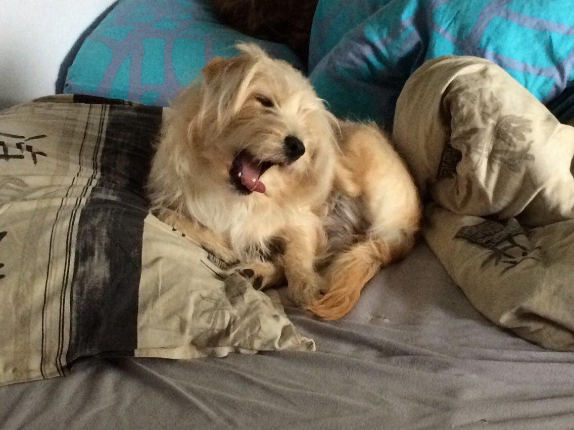 Blanding af racer Aya billede 22