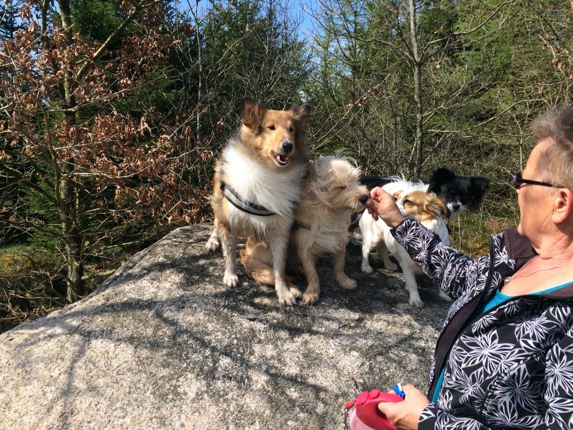 Blanding af racer Aya billede 23