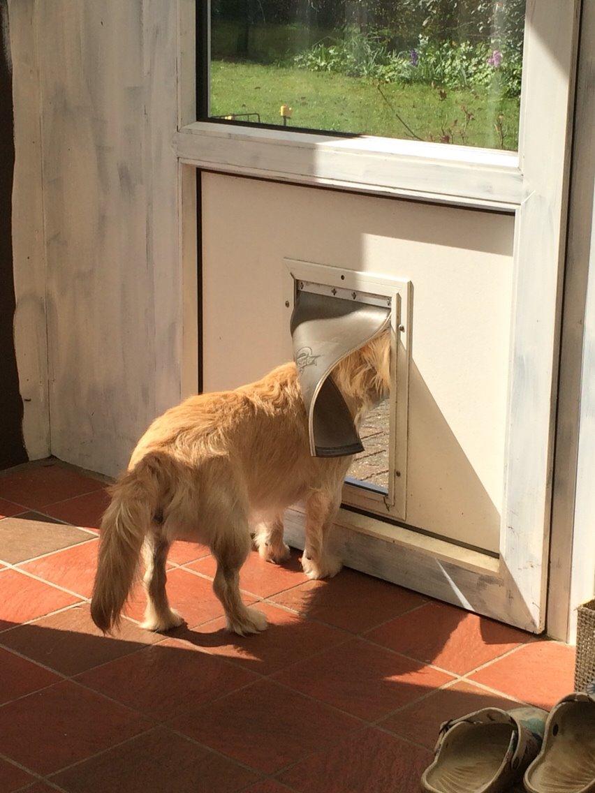 Blanding af racer Aya billede 24