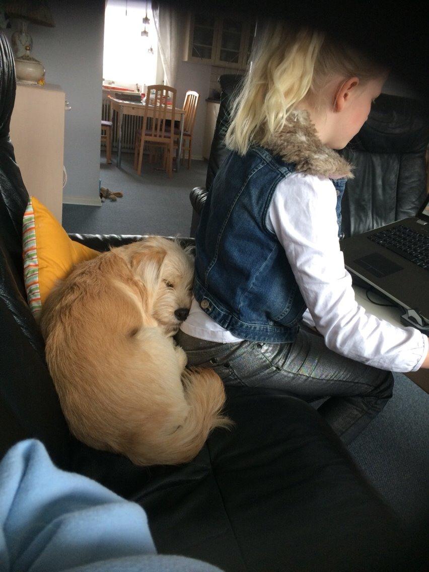 Blanding af racer Aya billede 25