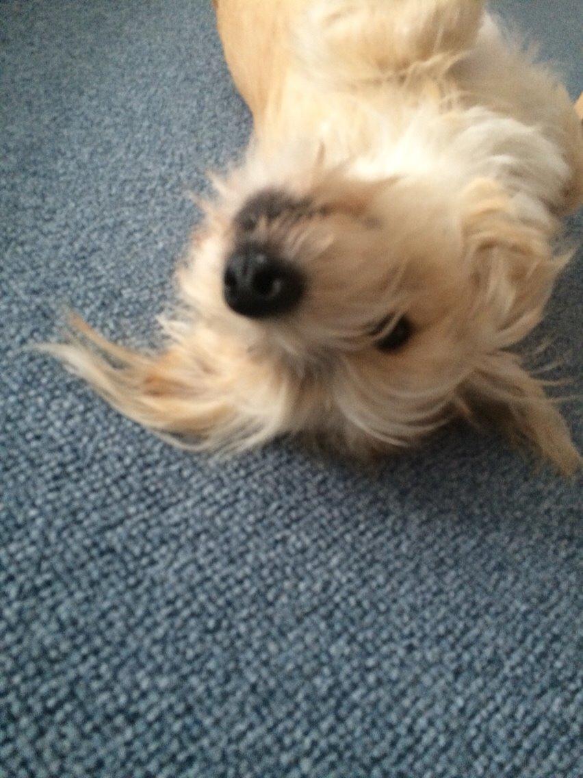 Blanding af racer Aya billede 27