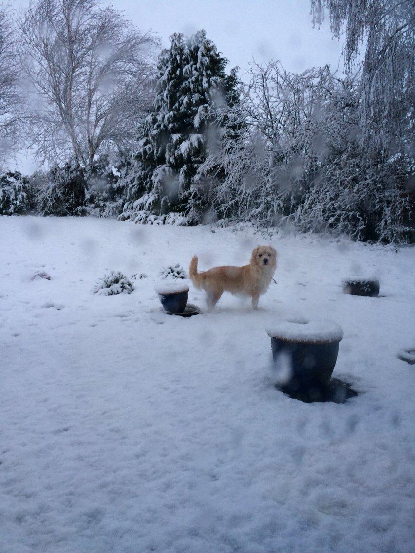 Blanding af racer Aya billede 28