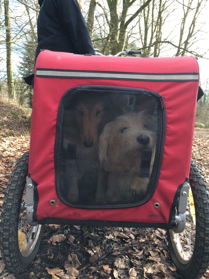 Blanding af racer Aya billede 29