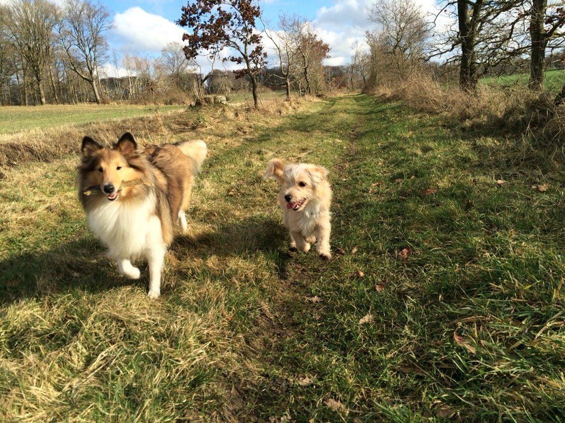 Blanding af racer Aya billede 30