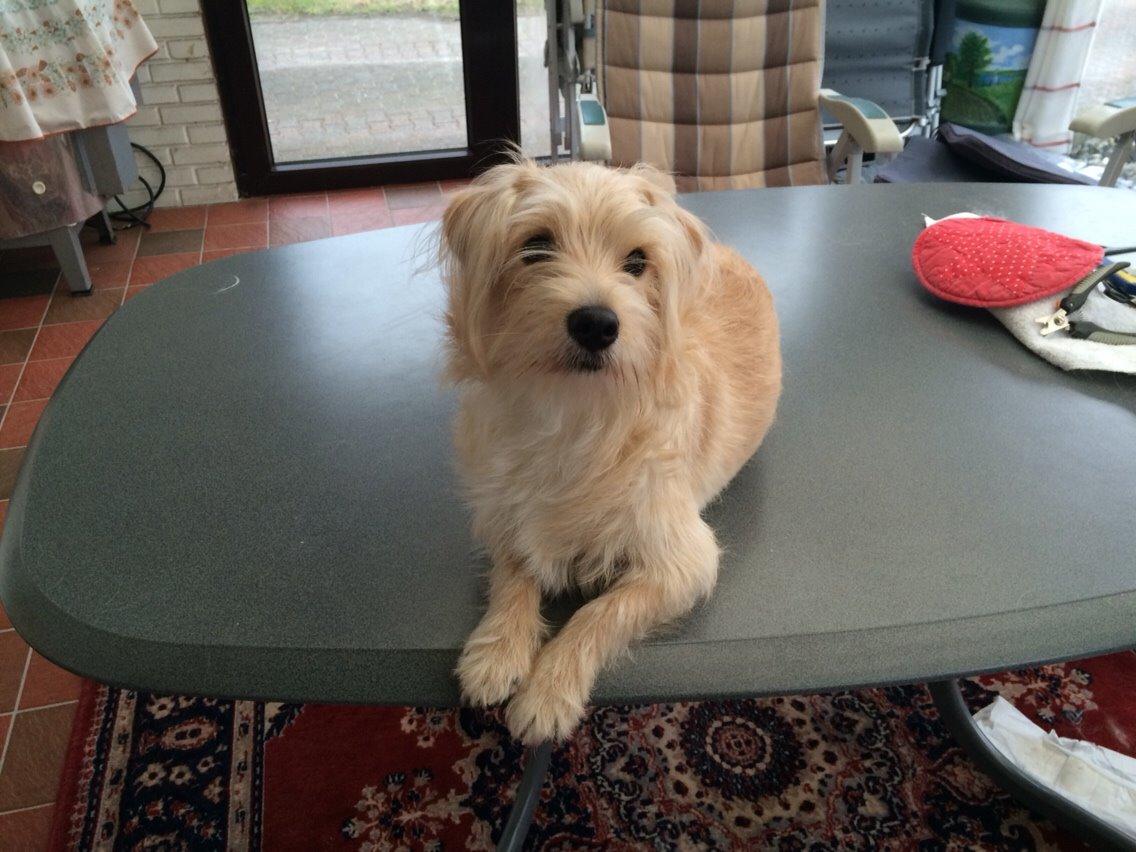 Blanding af racer Aya billede 31