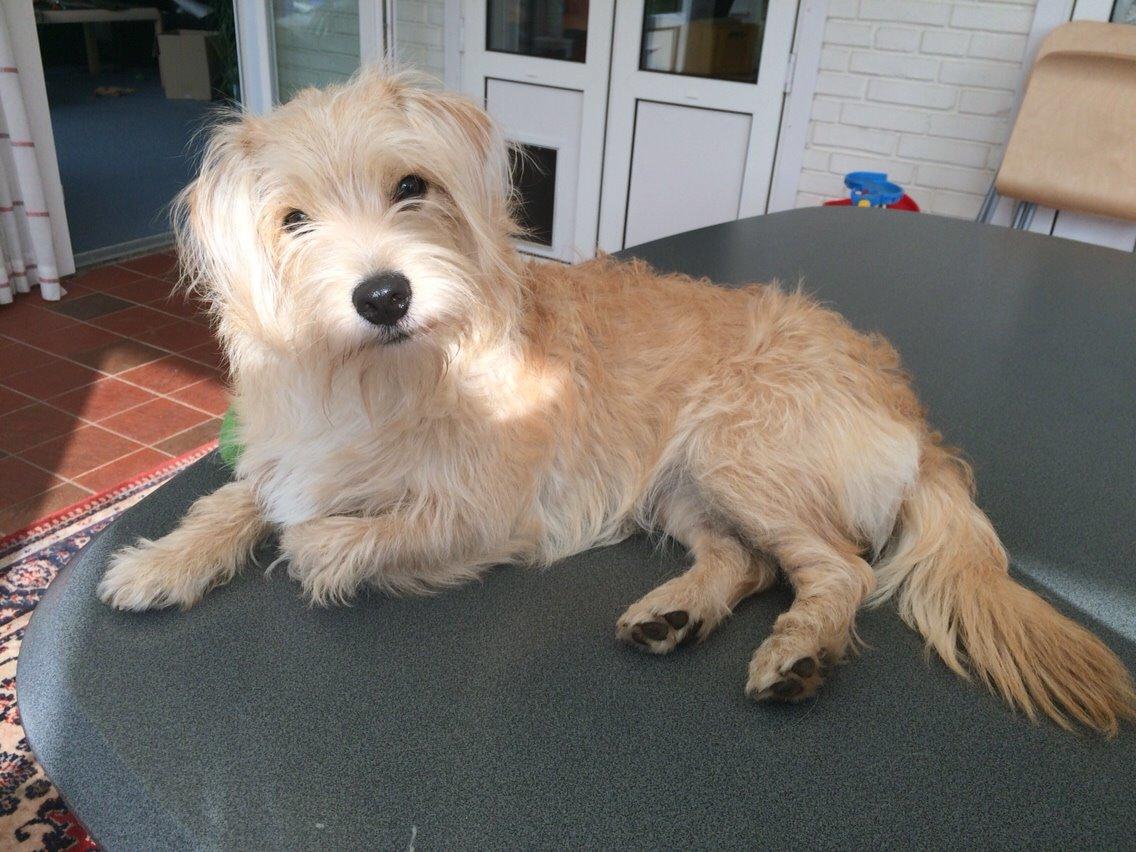 Blanding af racer Aya billede 32