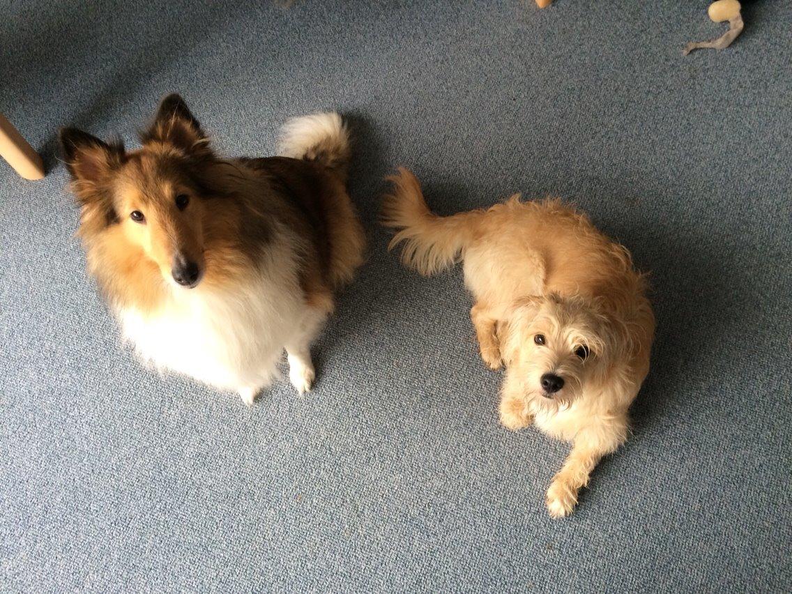 Blanding af racer Aya billede 33