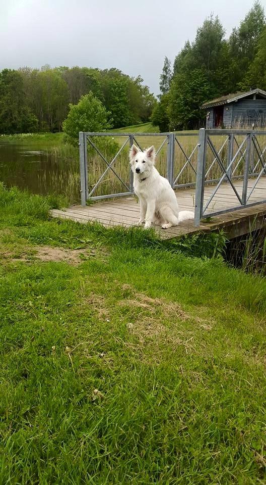Hvid schæfer Mesh billede 2