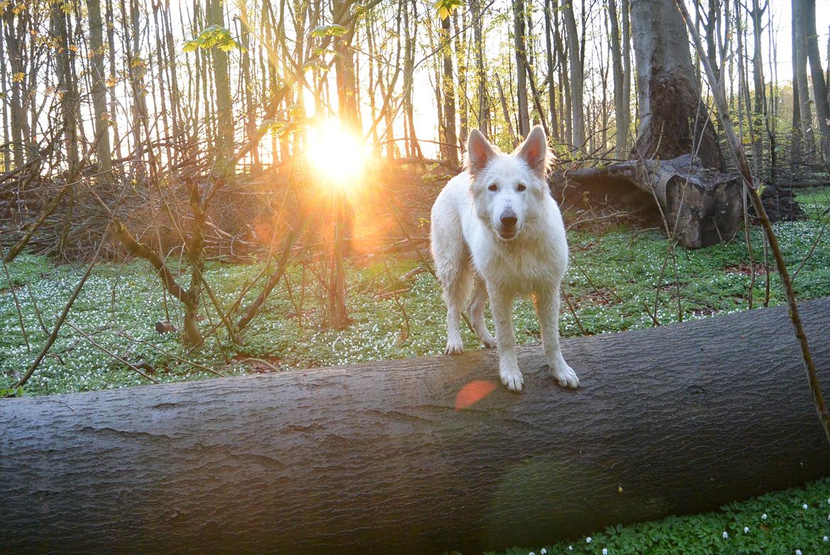 Hvid schæfer Mesh billede 25