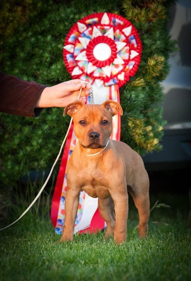 Staffordshire bull terrier Joddricks Golden Gun aka. Django billede 10