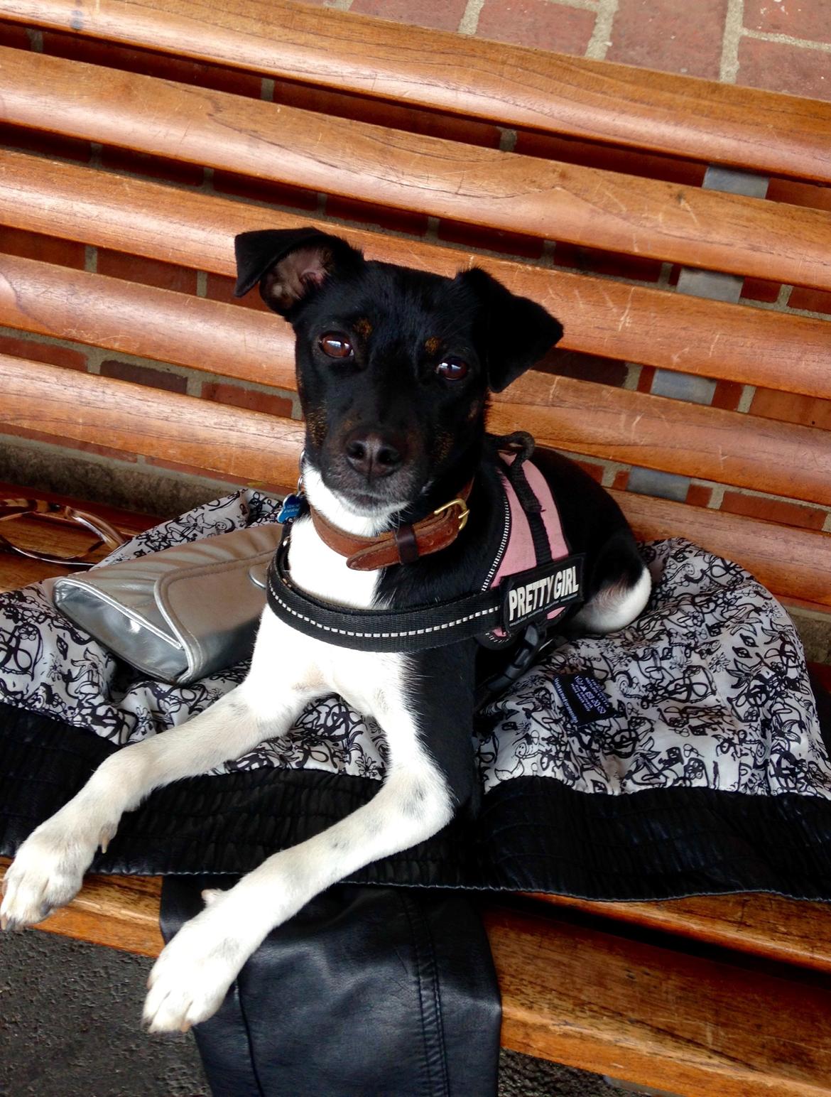 Blanding af racer La Chica - Venter pænt på toget i Esbjerg billede 40