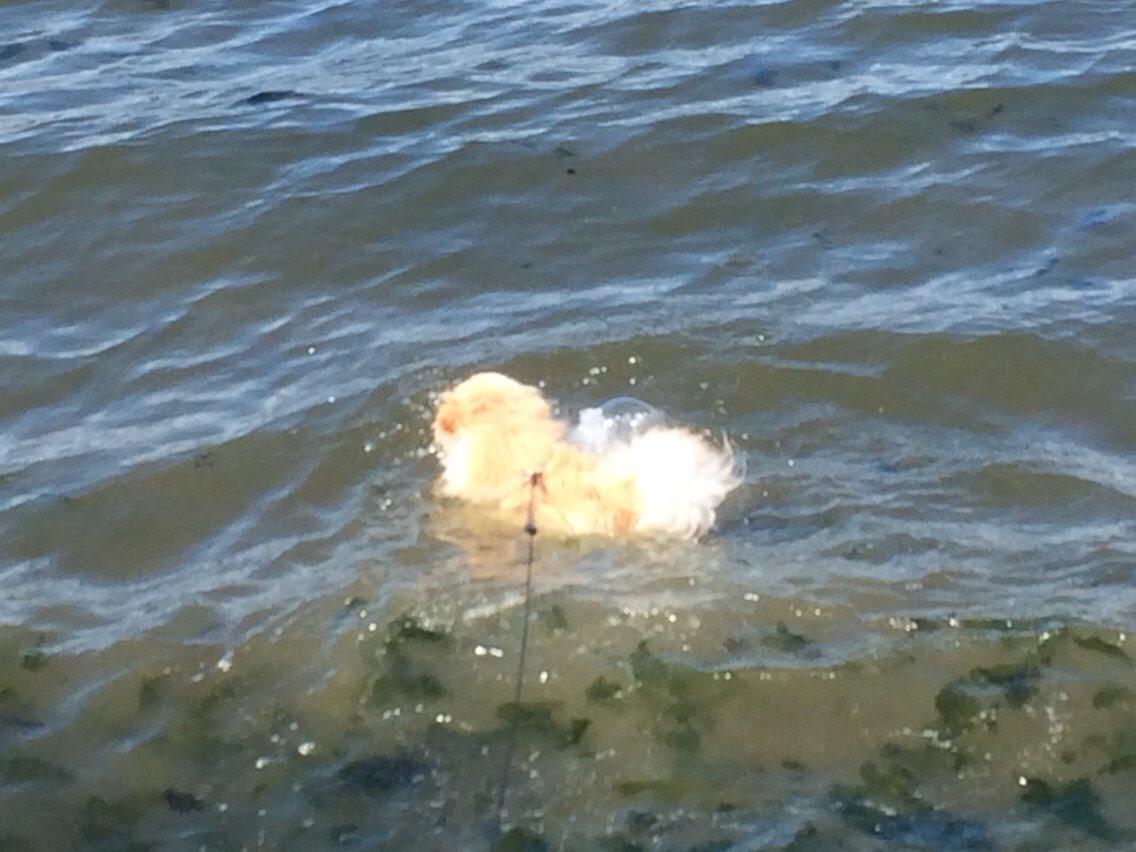 Pomeranian Cocio billede 38