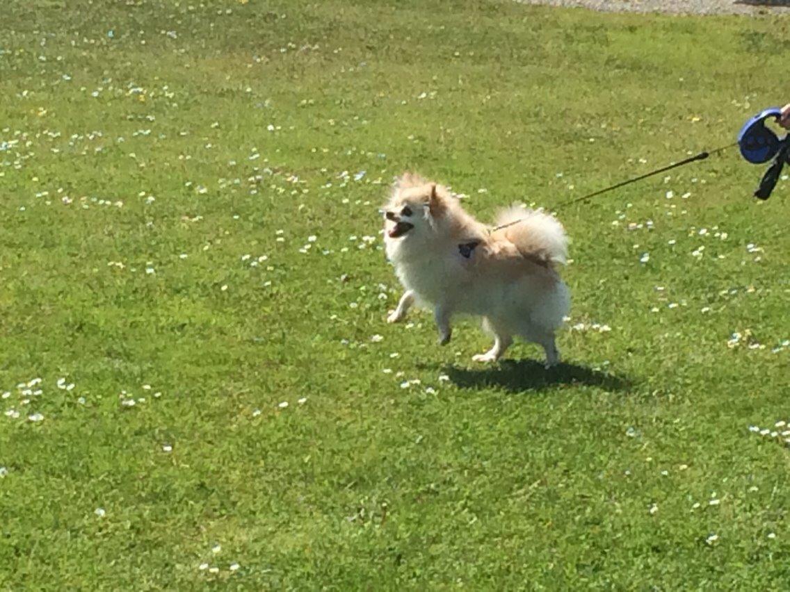 Pomeranian Cocio billede 39