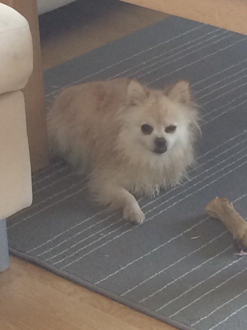 Pomeranian Cocio billede 40