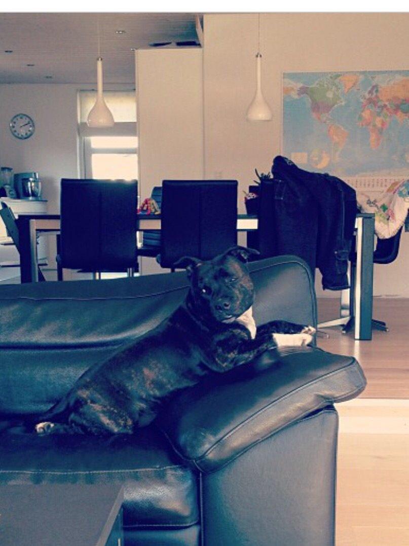 Staffordshire bull terrier Frida billede 1