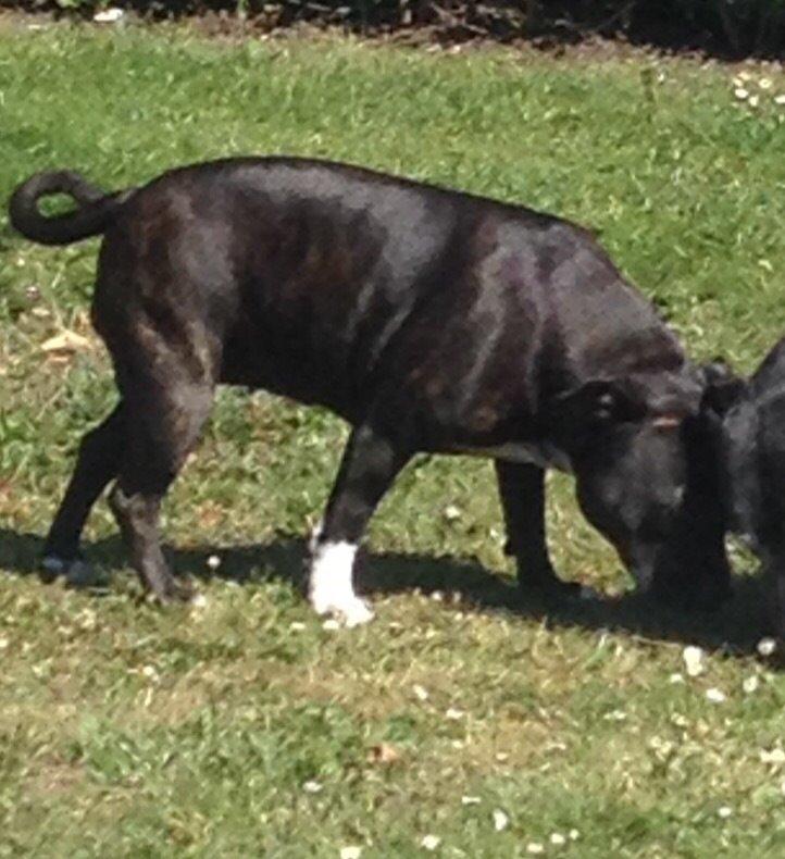 Staffordshire bull terrier Frida billede 2