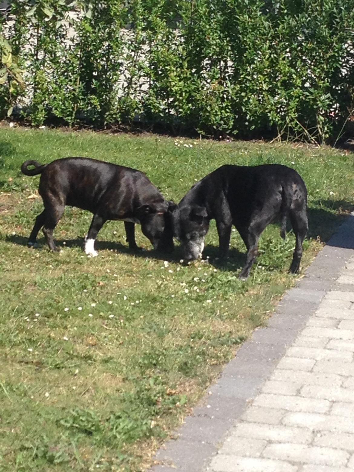 Staffordshire bull terrier Frida billede 3