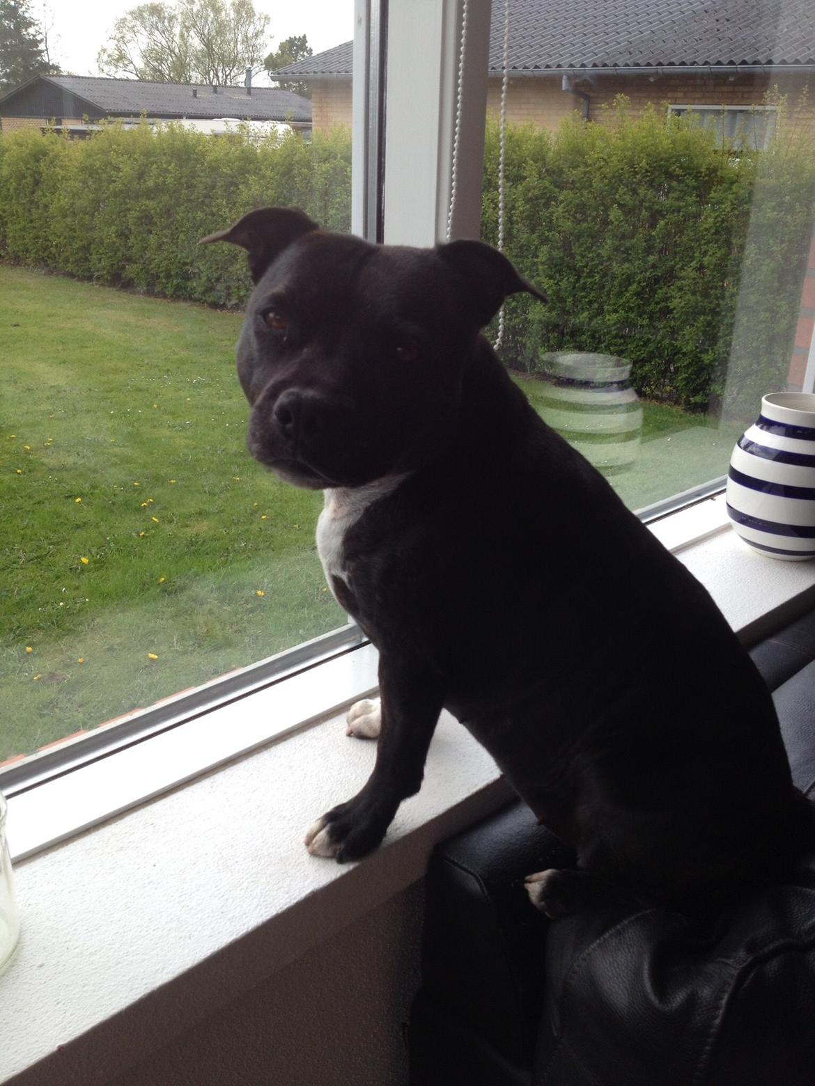 Staffordshire bull terrier Frida billede 4