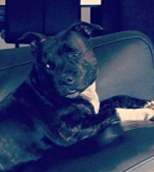 Staffordshire bull terrier Frida billede 5