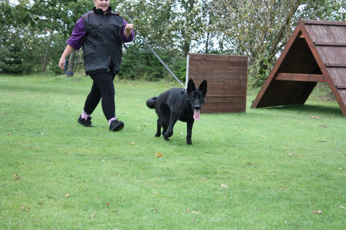 Schæferhund Cartagena Luna billede 20