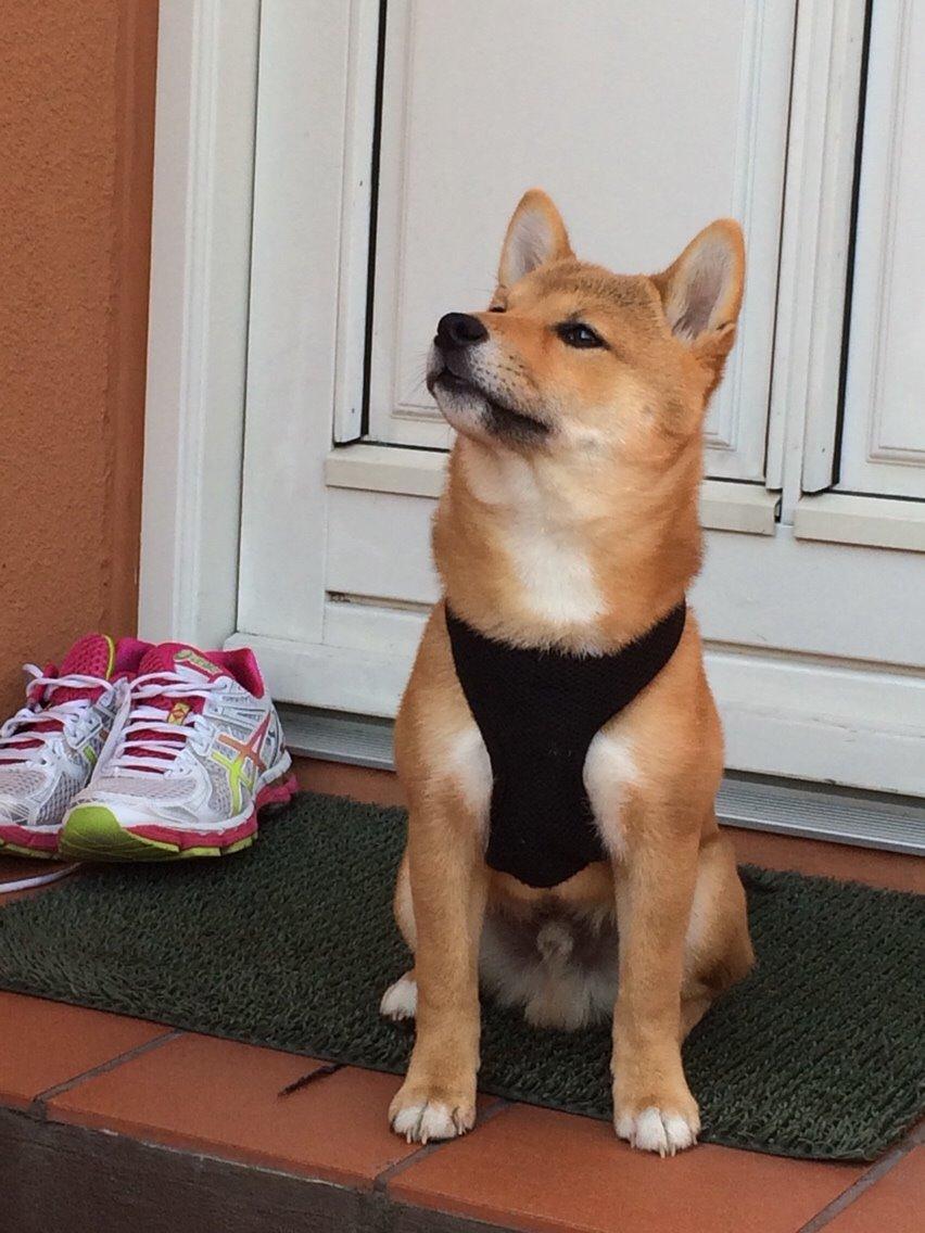 Shiba Kuma billede 7