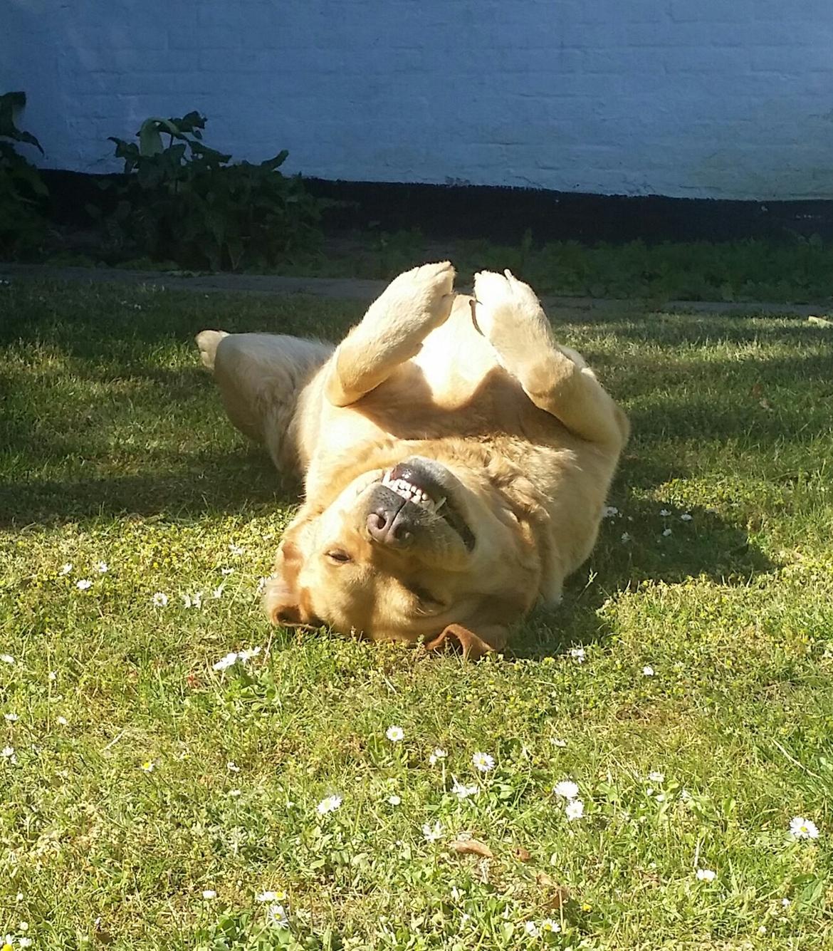 Blanding af racer Diego  - Diego soler sig ;) billede 10