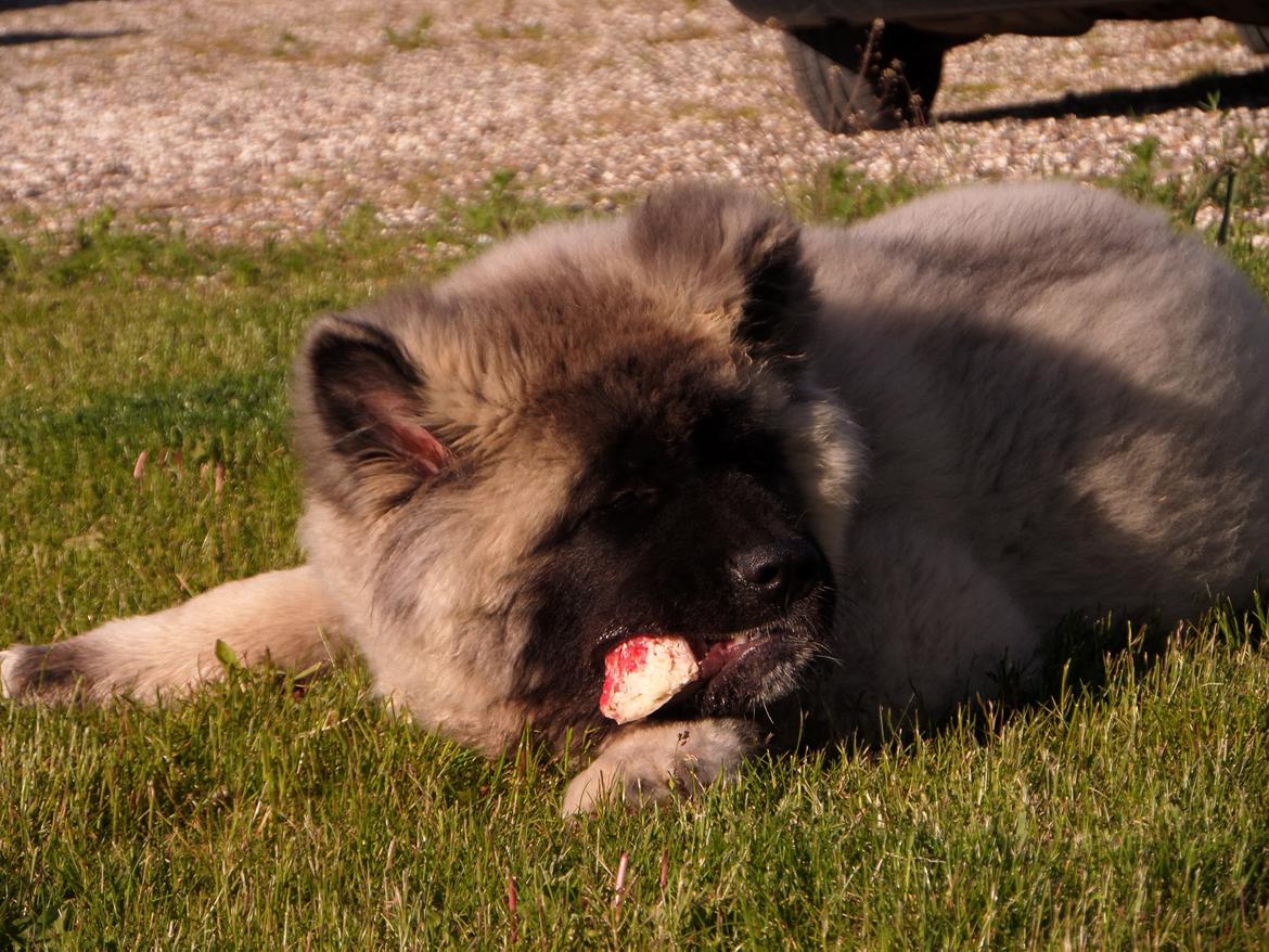 American Akita Akidan Breaking The Waves "RIKI" <3 - Riki får for første gang rigtig ben med kød. Et okse tværribben :D 11 juni 2015 billede 7