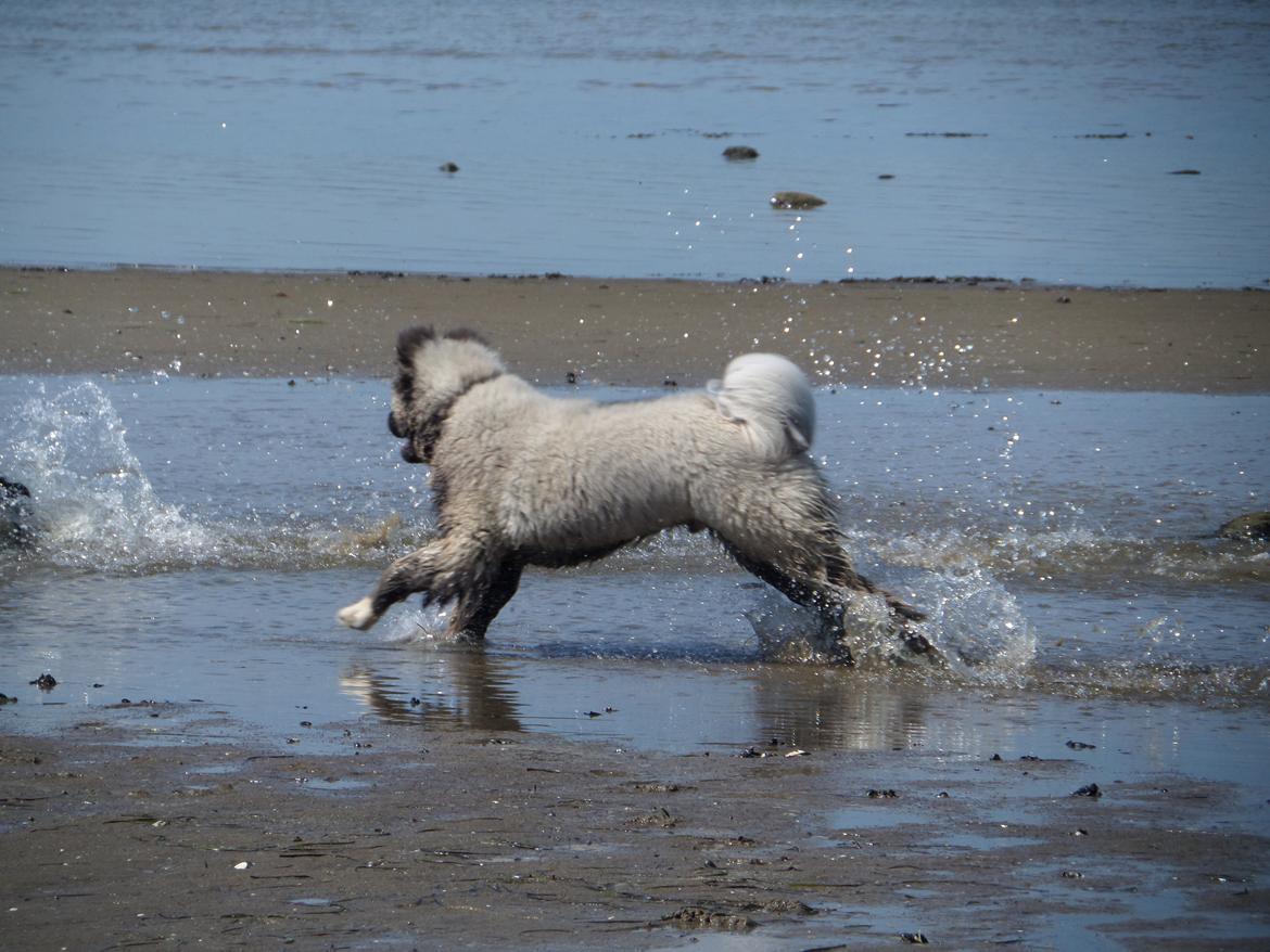 American Akita Akidan Breaking The Waves "RIKI" <3 - Wuhu vi har det godt :D 12 juni 2015 billede 29