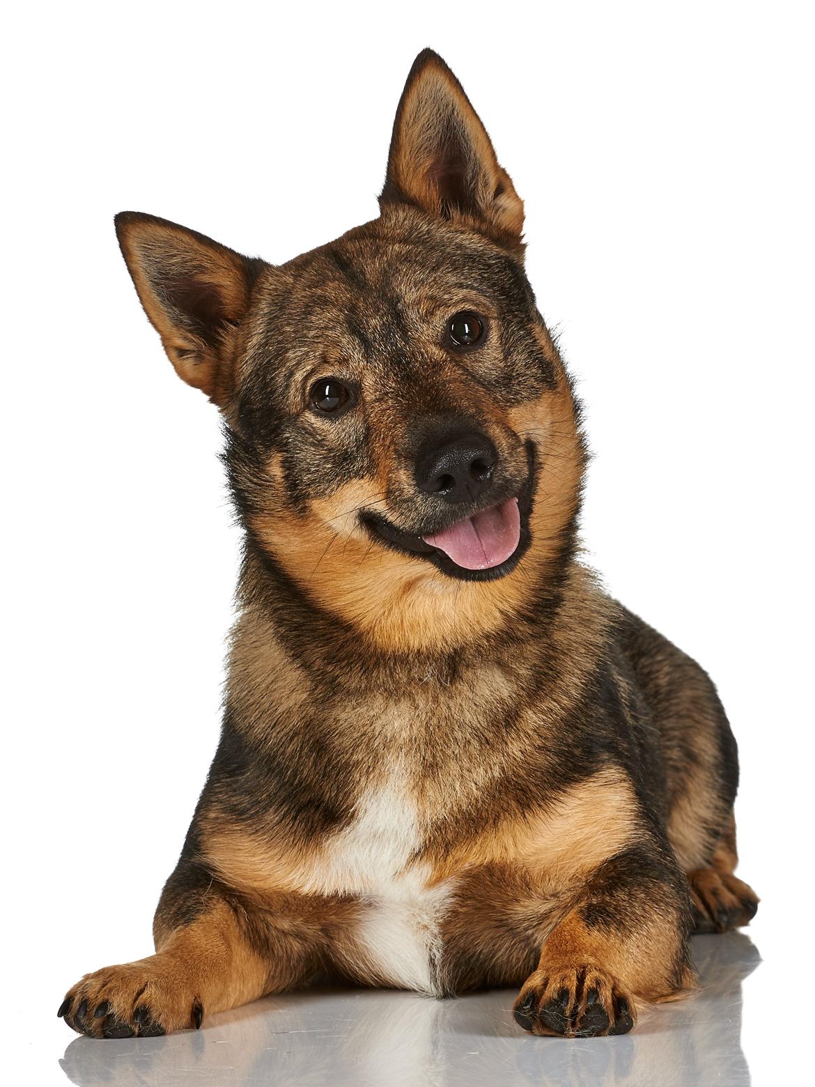 Västgötaspids Yuki <3 <3 (Clasus Miller). - Yuki ved fotograf :D 1 juni 2015 billede 1